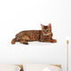 bengal kitten Wall Decal