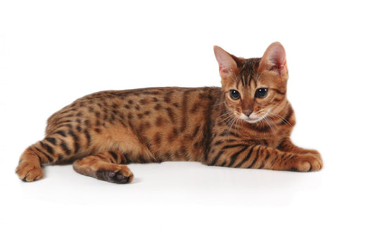 bengal kitten Wall Decal