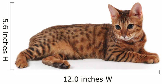 bengal kitten Wall Decal