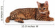 bengal kitten Wall Decal