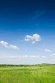 Green Field