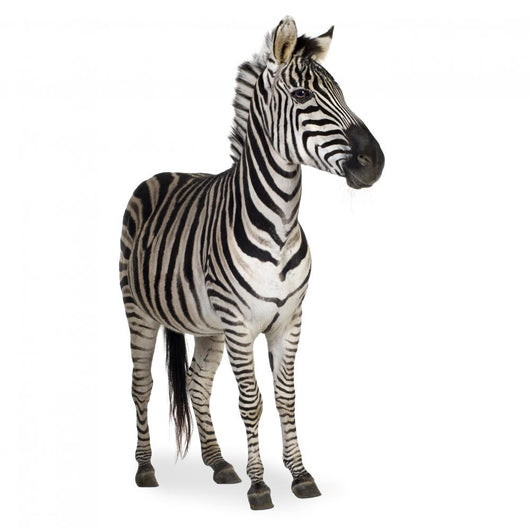 Zebra Wall Mural