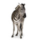 Zebra Wall Decal
