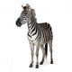 Zebra Wall Decal