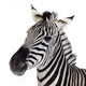 Zebra Wall Mural