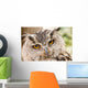 Owl Close-up Wall Mural