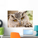Owl Close-up Wall Mural