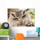 Owl Close-up Wall Mural
