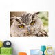Owl Close-up Wall Mural