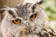 Owl Close-up Wall Mural