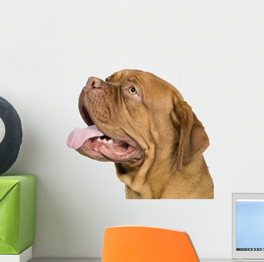 Bordeaux Mastiff 10 Months Wall Decal