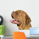 Bordeaux Mastiff 10 Months Wall Decal