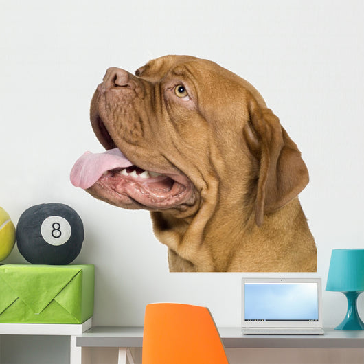 Bordeaux Mastiff 10 Months Wall Decal