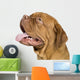 Bordeaux Mastiff 10 Months Wall Decal