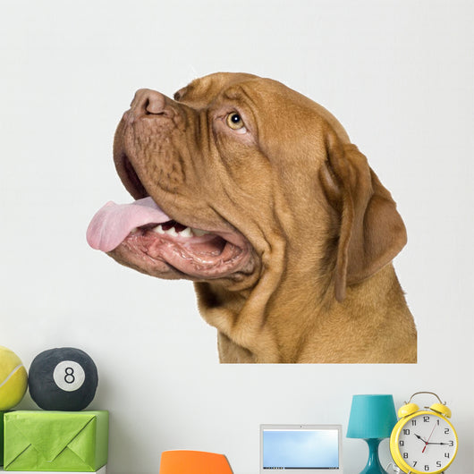 Bordeaux Mastiff 10 Months Wall Decal