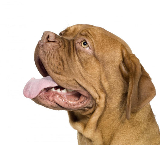 Bordeaux Mastiff 10 Months Wall Decal