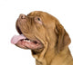 Bordeaux Mastiff 10 Months Wall Decal