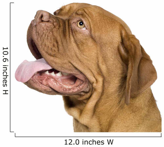 Bordeaux Mastiff 10 Months Wall Decal