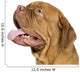 Bordeaux Mastiff 10 Months Wall Decal