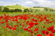 spring in Tuscany, landscape with poppies Wall Mural