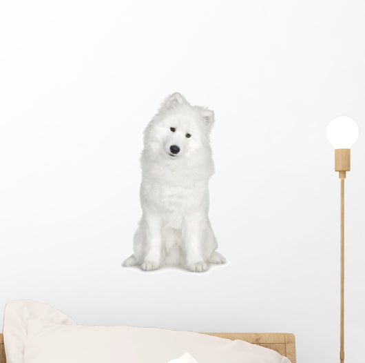 Samoyed  (6 months) Wall Decal