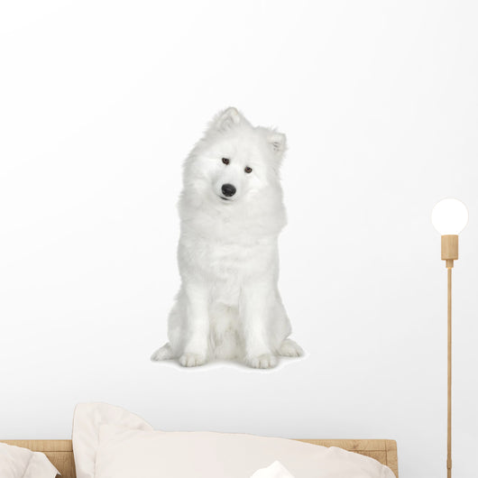 Samoyed  (6 months) Wall Decal