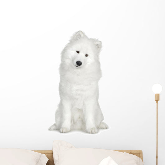 Samoyed  (6 months) Wall Decal