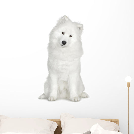 Samoyed  (6 months) Wall Decal
