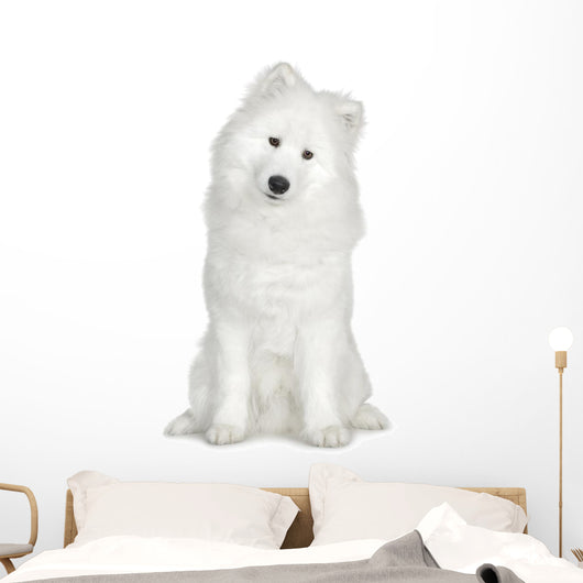 Samoyed  (6 months) Wall Decal