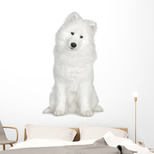 Samoyed  (6 months) Wall Decal