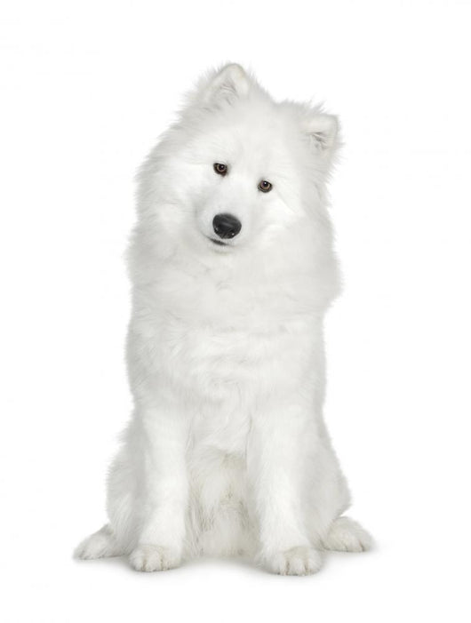 Samoyed  (6 months) Wall Decal