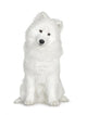 Samoyed  (6 months) Wall Decal
