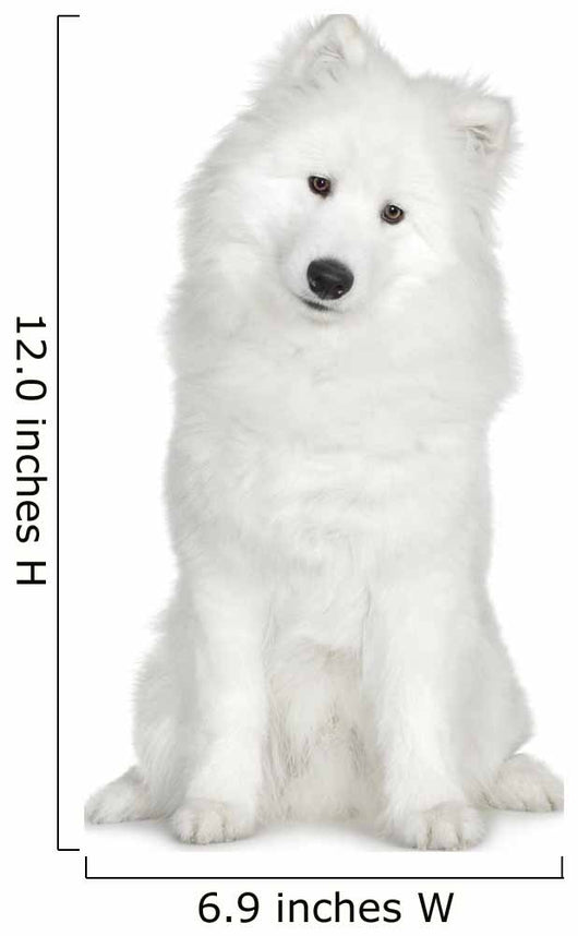 Samoyed  (6 months) Wall Decal