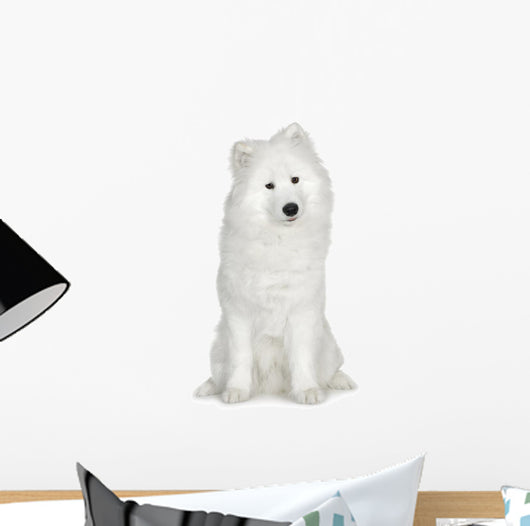 Samoyed 6 Months Wall Decal