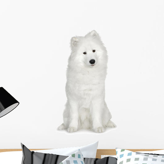 Samoyed  (6 months) Wall Decal