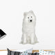 Samoyed  (6 months) Wall Decal