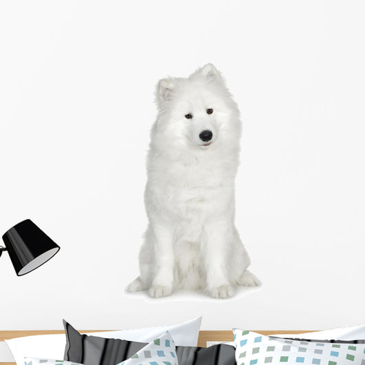 Samoyed  (6 months) Wall Decal