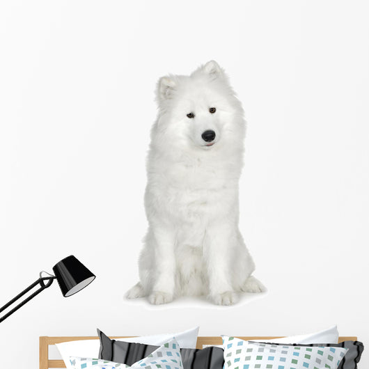 Samoyed  (6 months) Wall Decal