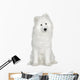 Samoyed  (6 months) Wall Decal