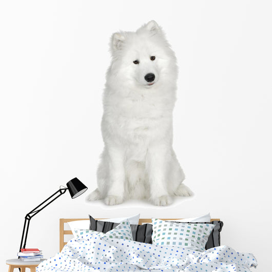 Samoyed  (6 months) Wall Decal