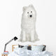 Samoyed  (6 months) Wall Decal