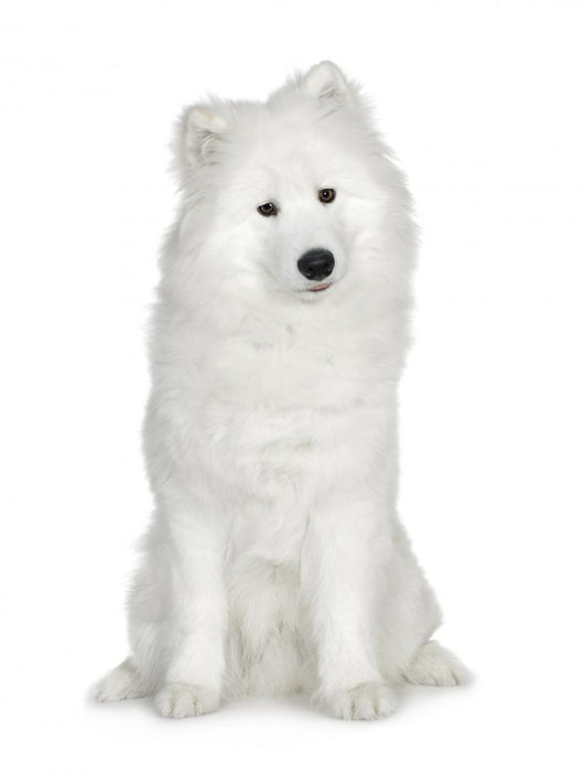 Samoyed  (6 months) Wall Decal