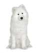 Samoyed  (6 months) Wall Decal