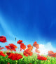 Poppy Flowers and Sunny Day Wall Mural