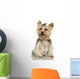 Yorkshire Terrier 2 Years Wall Decal