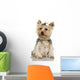 Yorkshire Terrier (2 years) Wall Decal