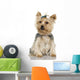 Yorkshire Terrier (2 years) Wall Decal