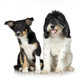 Tibetan Terrier and Puppy Border Collie Wall Decal