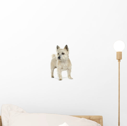 Cairn Terrier (11 years) Wall Decal