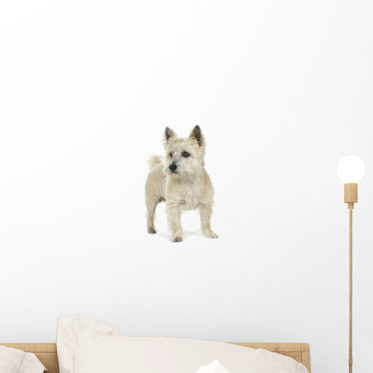 Cairn Terrier (11 years) Wall Decal